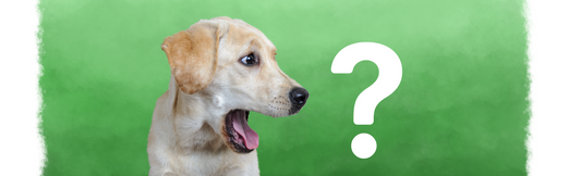 Understanding Dog Food Guaranteed Analysis: Wet Matter vs Dry Matter Basis