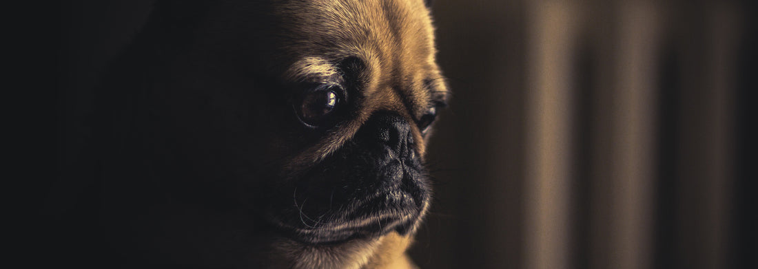 Sad pug stares at the floor.