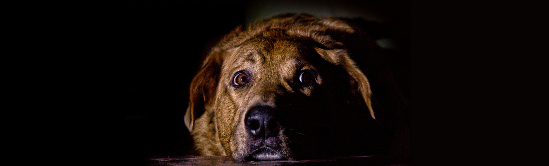 Why Dogs on Prescription Diets Should Seriously Consider Switching to Happy Howl