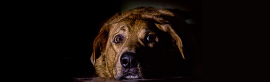 Why Dogs on Prescription Diets Should Seriously Consider Switching to Happy Howl