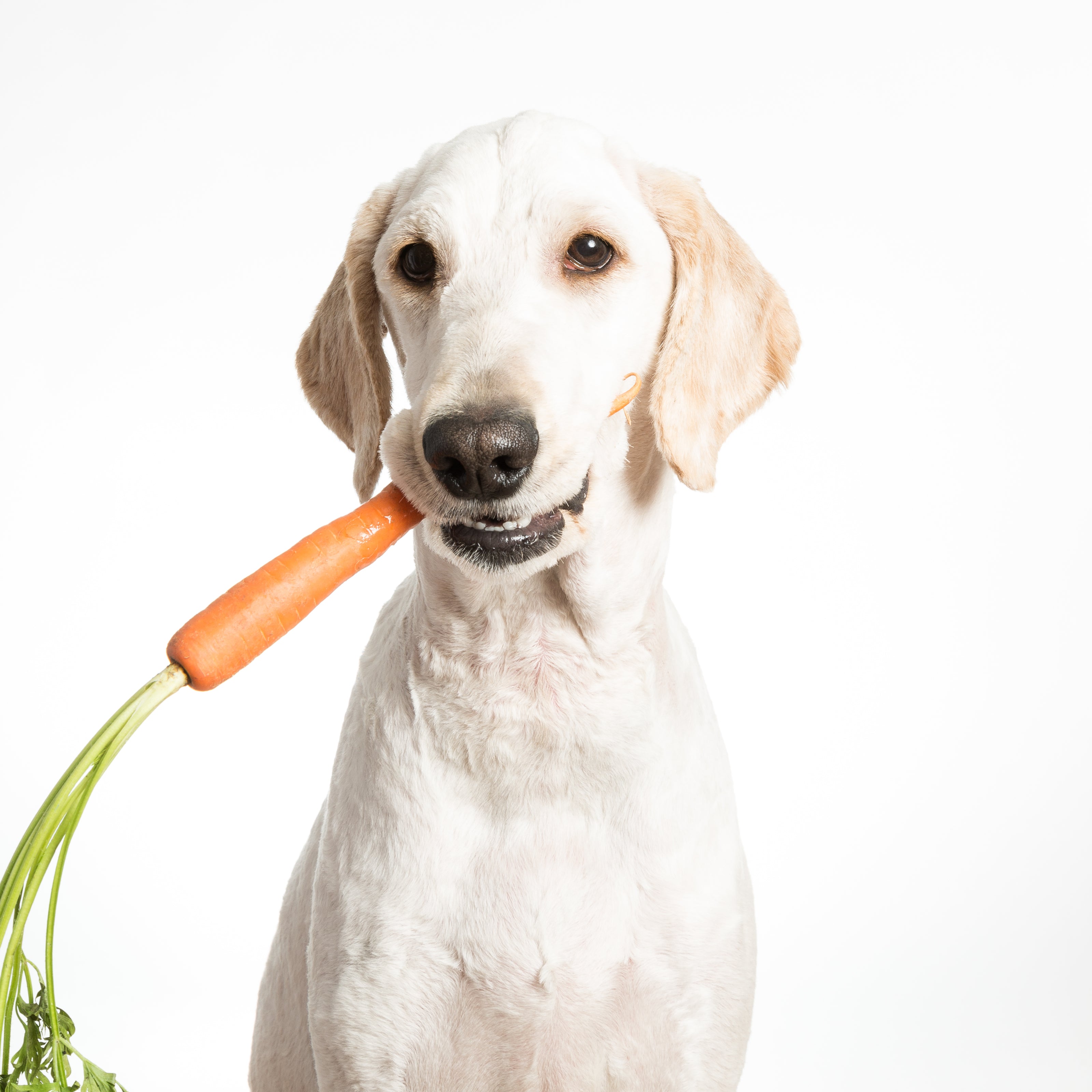 golden retriever with healthy carrot