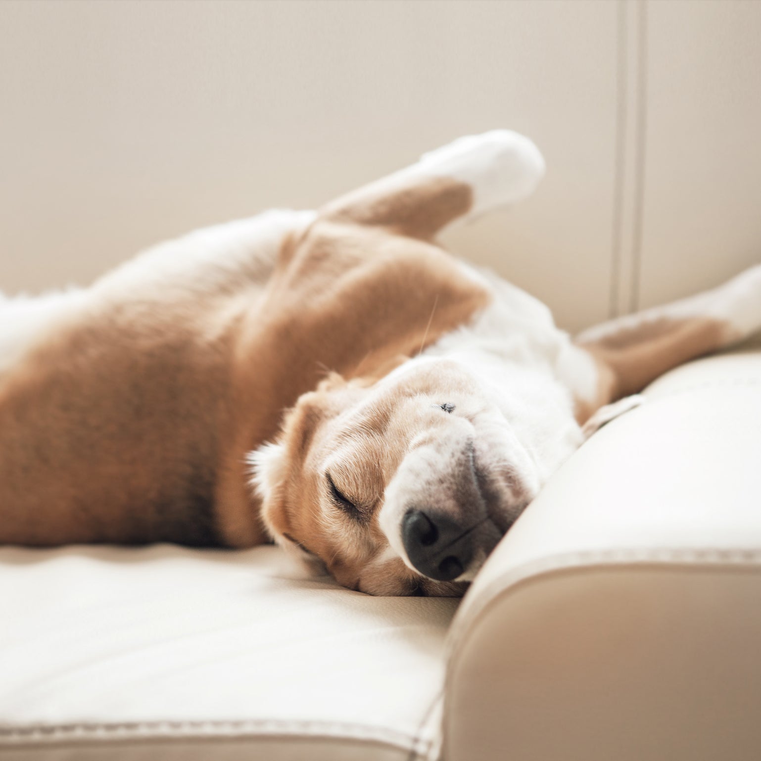 happy dog sleeping on beige couch